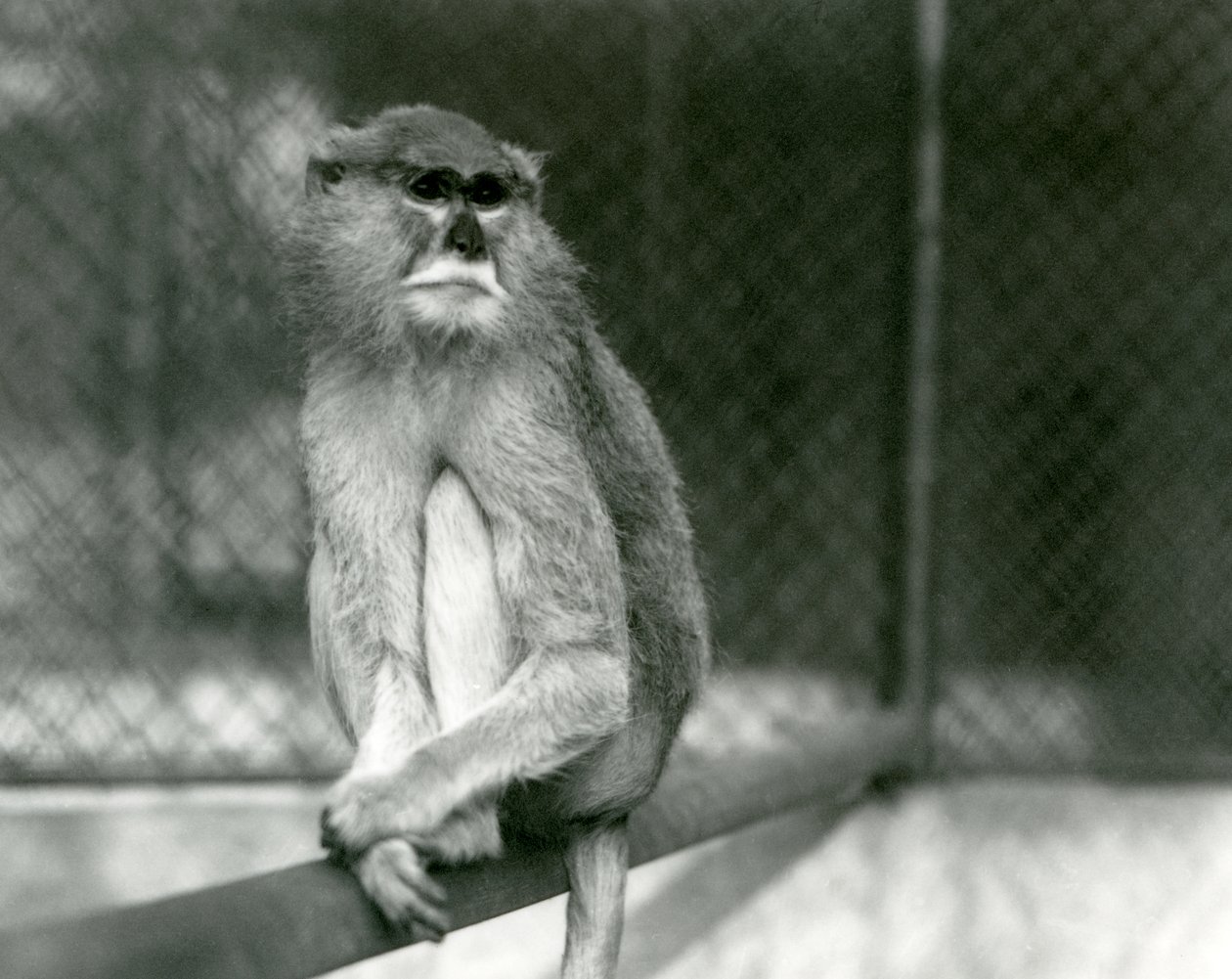 Małpa Patas/Wadi/Hussar siedząca na gałęzi w londyńskim zoo w 1928 r. (zdjęcie b/w) autorstwa Frederick William Bond