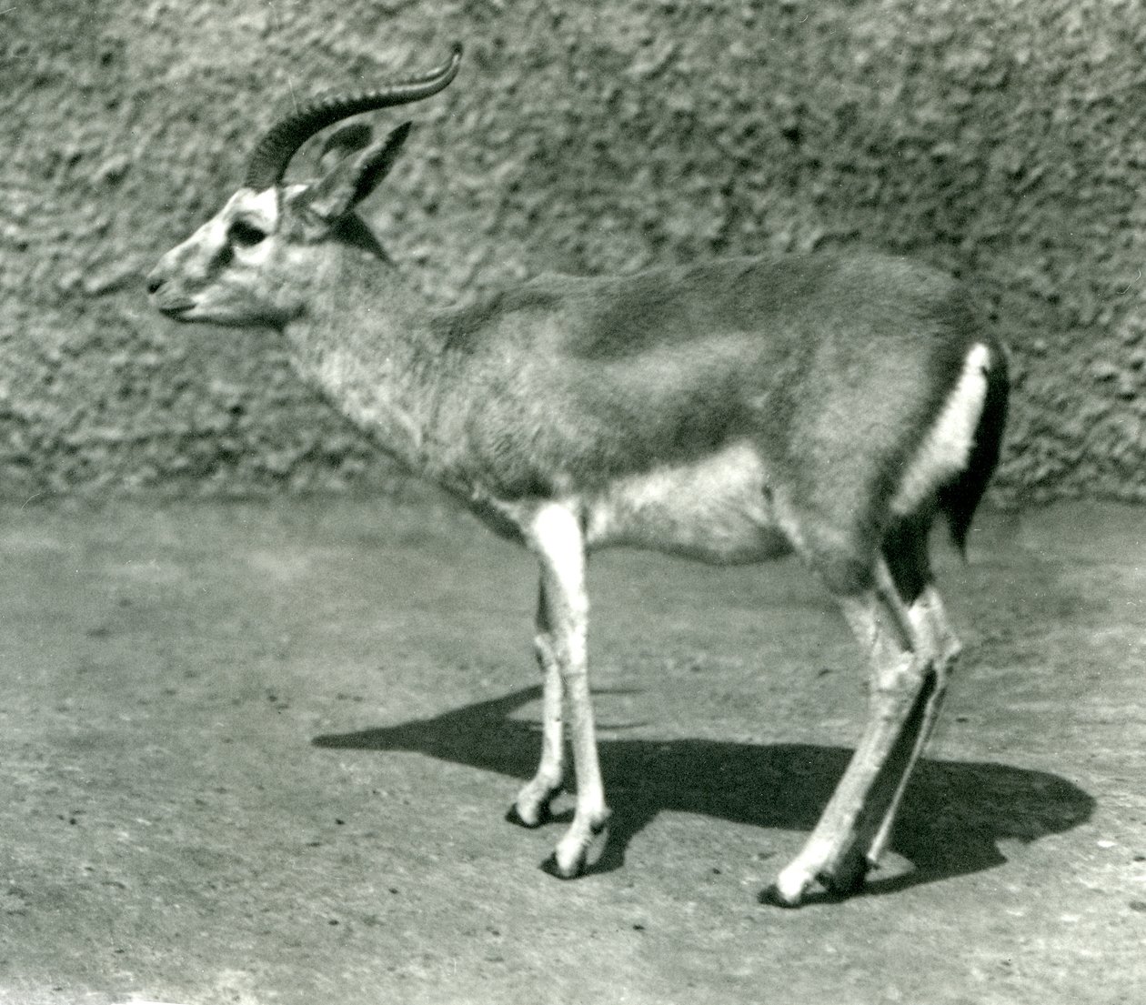 Gazela perska w londyńskim zoo w czerwcu 1925 r. autorstwa Frederick William Bond