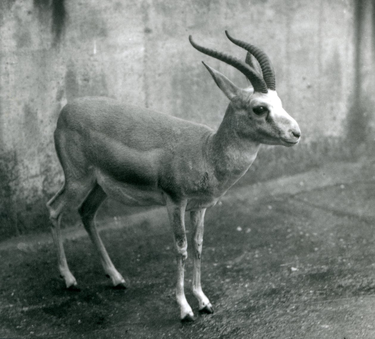 Gazela perska, wola lub czarnoogoniasta w londyńskim zoo, sierpień 1927 autorstwa Frederick William Bond