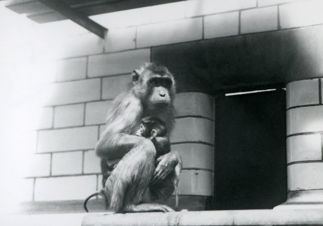 Makak ze świnką trzymającą dziecko siedząc na wyłożonej płytkami półce w swoim wybiegu w londyńskim zoo w 1928 r. (zdjęcie czarno-białe) autorstwa Frederick William Bond