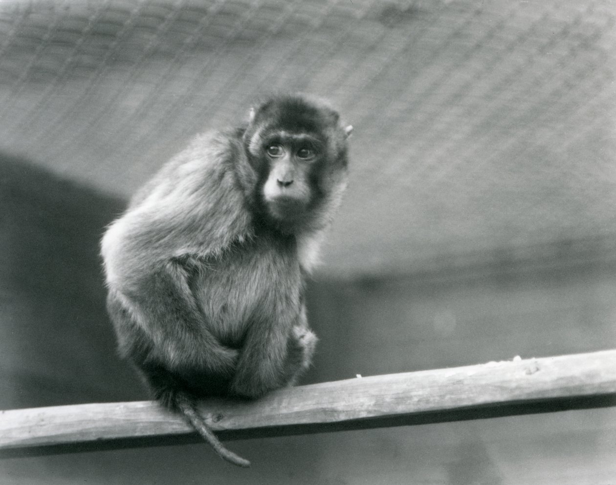 Makak pigtail siedzący na okonie w swoim wybiegu w londyńskim zoo (zdjęcie czarno-białe) autorstwa Frederick William Bond