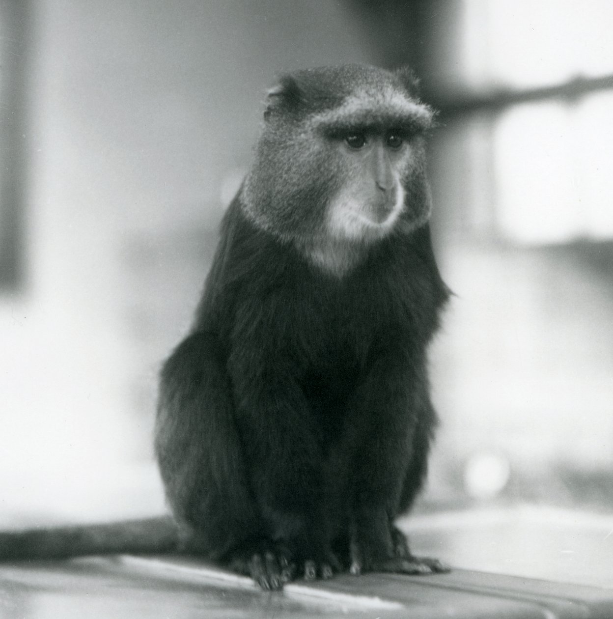Małpa pluton lub niebieska małpa siedząca na ławce, londyńskie zoo autorstwa Frederick William Bond
