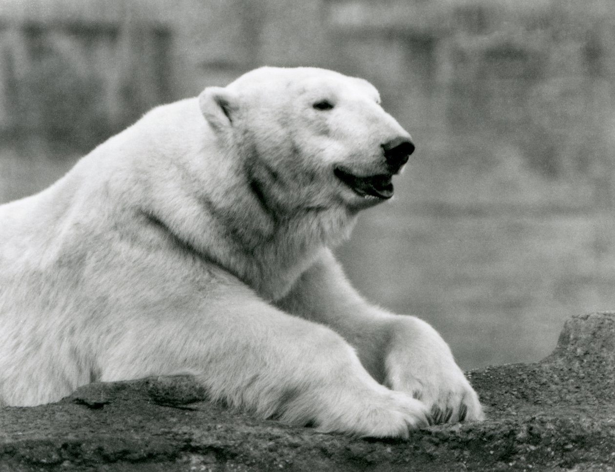 Niedźwiedź polarny odpoczywający na skalnej półce w londyńskim zoo w 1931 r. (zdjęcie czarno-białe) autorstwa Frederick William Bond