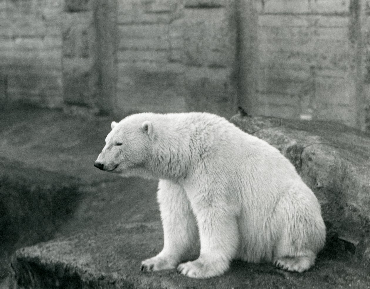 Niedźwiedź polarny siedzący na skalnej półce w londyńskim zoo we wrześniu 1927 r. autorstwa Frederick William Bond