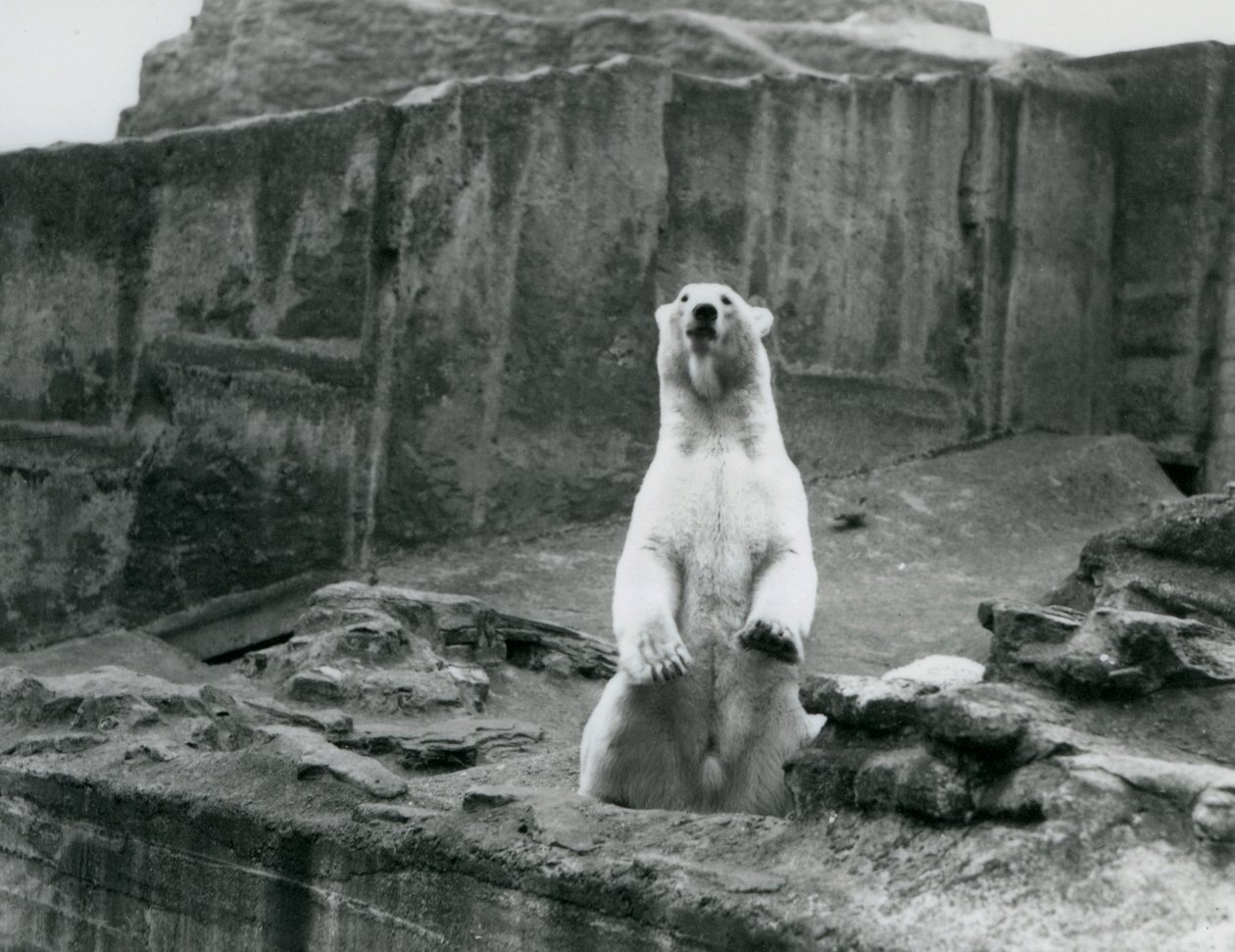 Niedźwiedź polarny siedzący w swoim wybiegu u podnóża tarasów Mappina w londyńskim zoo we wrześniu 1928 r. (zdjęcie czarno-białe) autorstwa Frederick William Bond