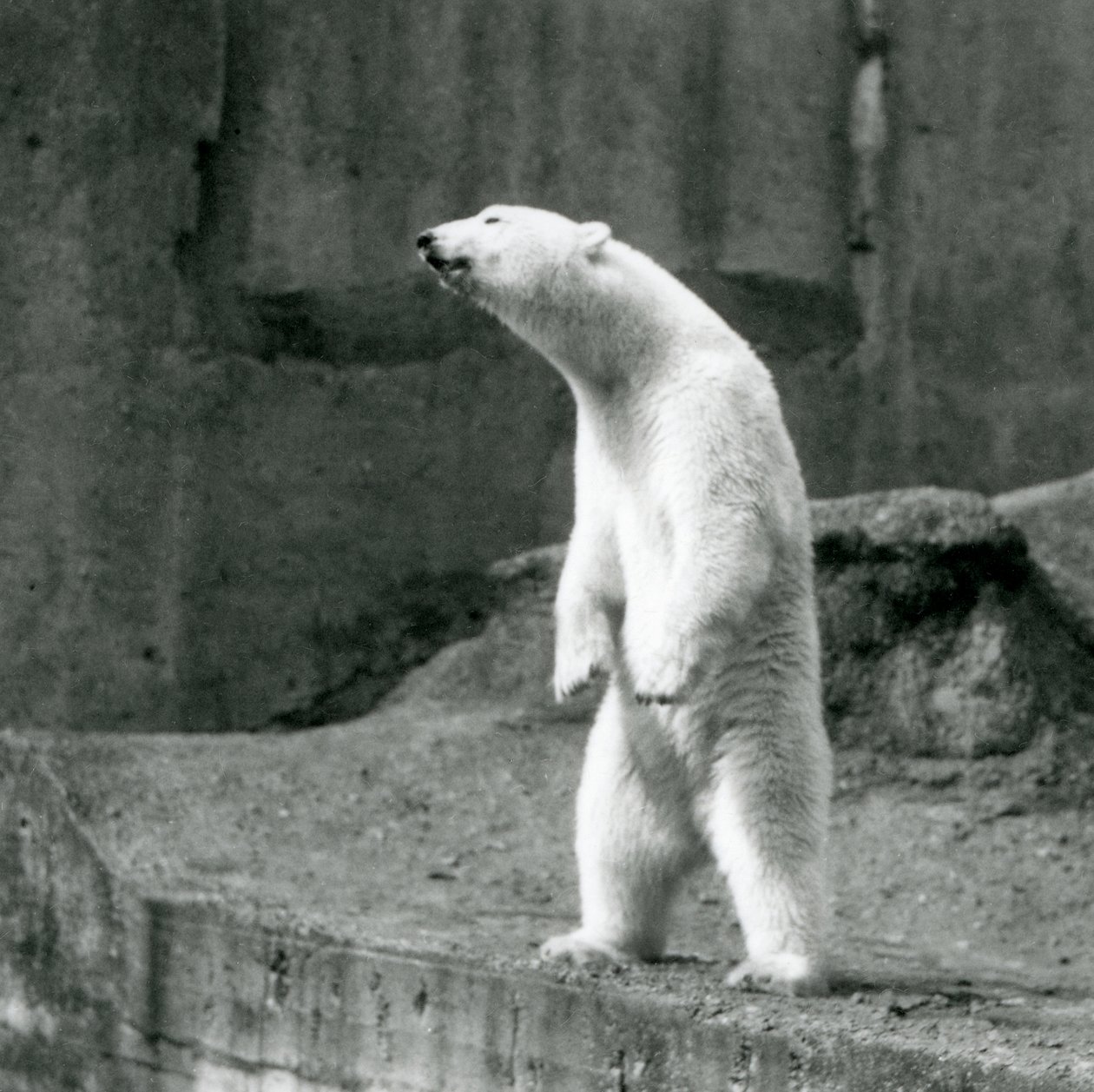 Niedźwiedź polarny stojący wysoko, na tylnych łapach, na skraju wybiegu na tarasach Mappin w londyńskim zoo autorstwa Frederick William Bond