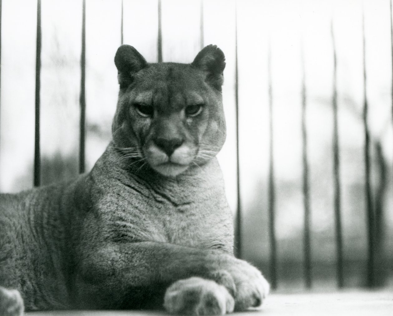 Puma/Cougar/Mountain Lion/Catamount odpoczywająca w londyńskim zoo w 1931 r. (zdjęcie czarno-białe) autorstwa Frederick William Bond