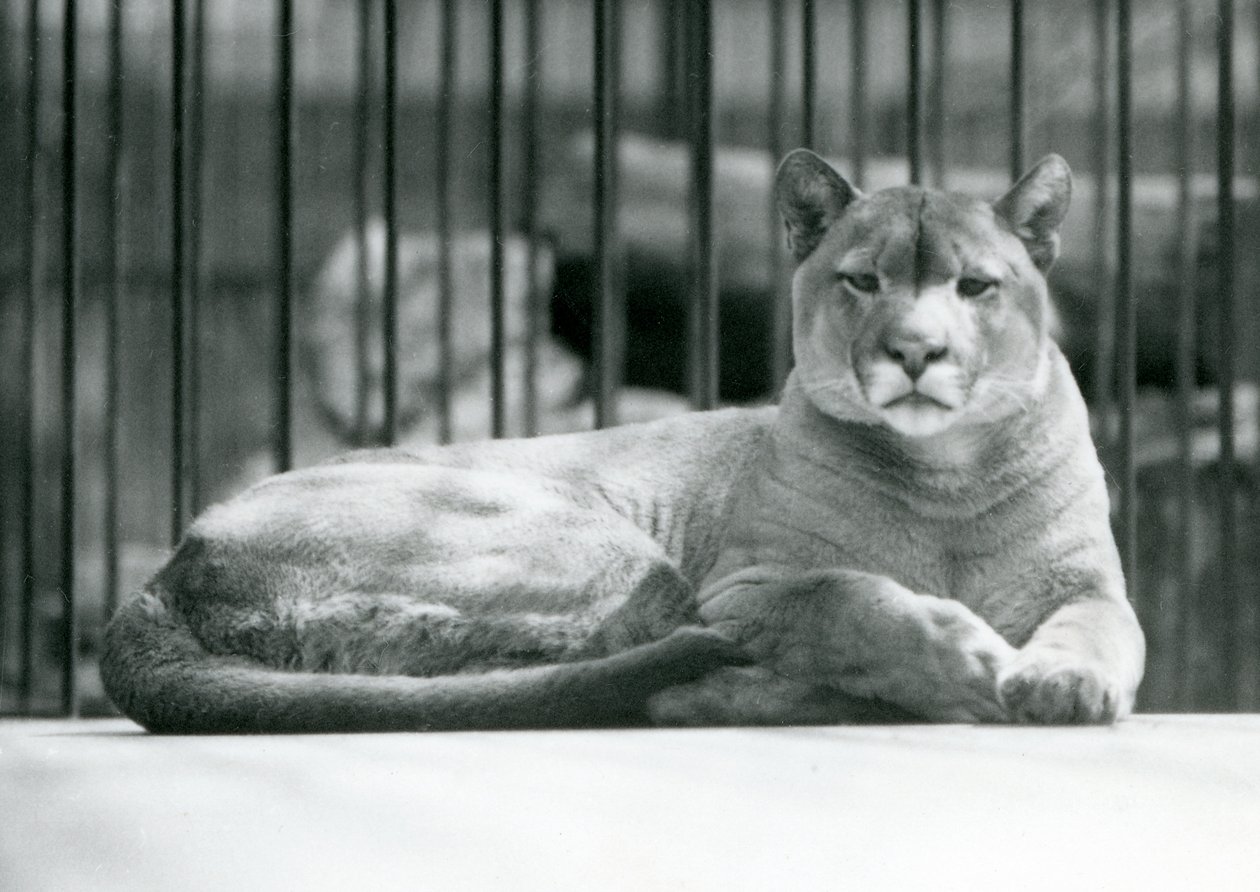 PumaCougarMountain Lion leżący na wybiegu w londyńskim zoo w czerwcu 1925 r. autorstwa Frederick William Bond