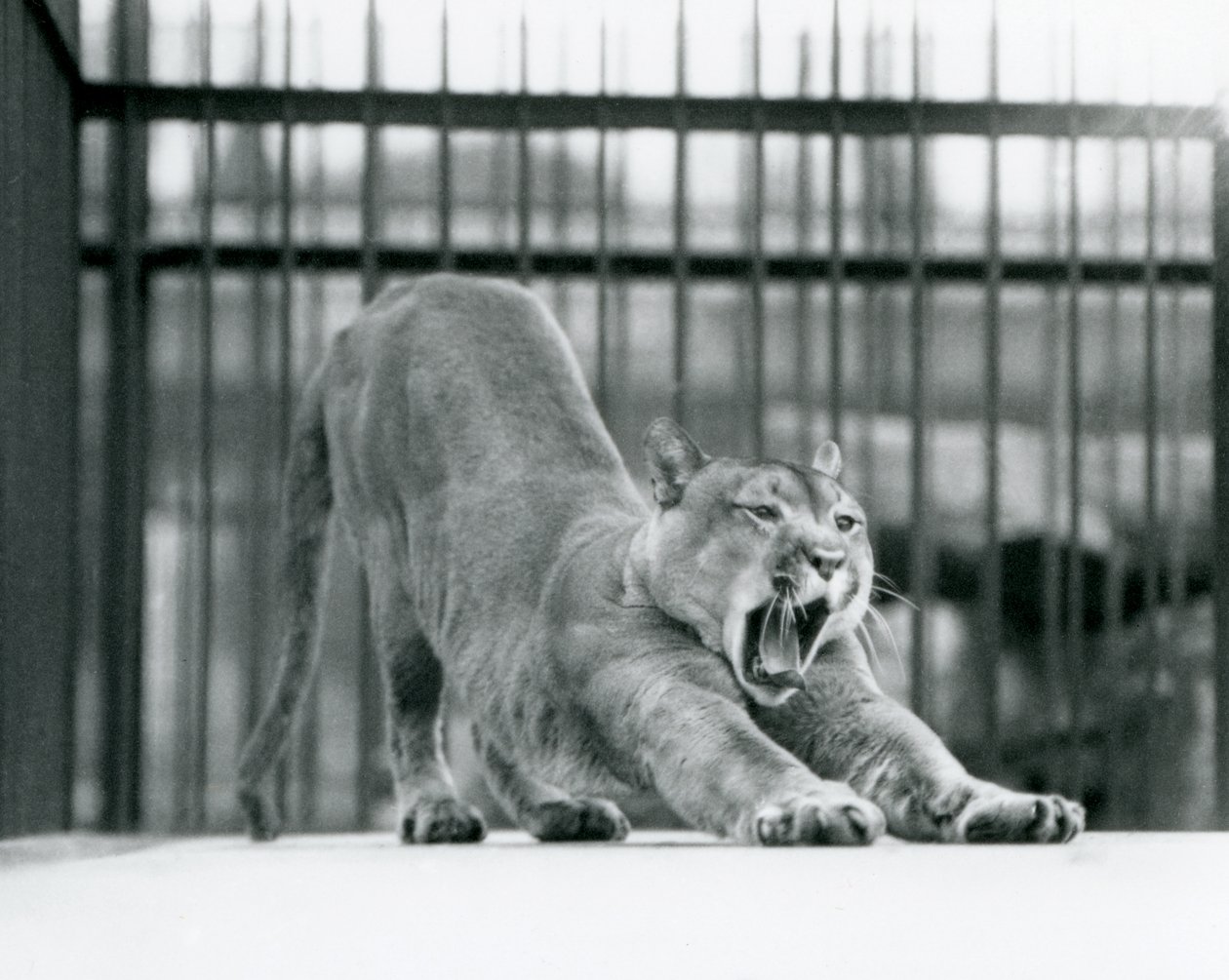 Puma Cougar Mountain Lion ziewa i przeciąga się w londyńskim zoo w czerwcu 1925 r autorstwa Frederick William Bond