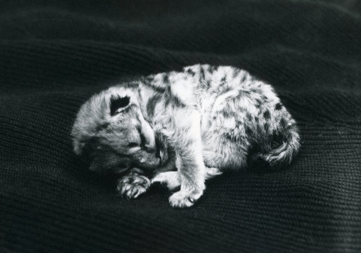 Młody puma w londyńskim zoo autorstwa Frederick William Bond