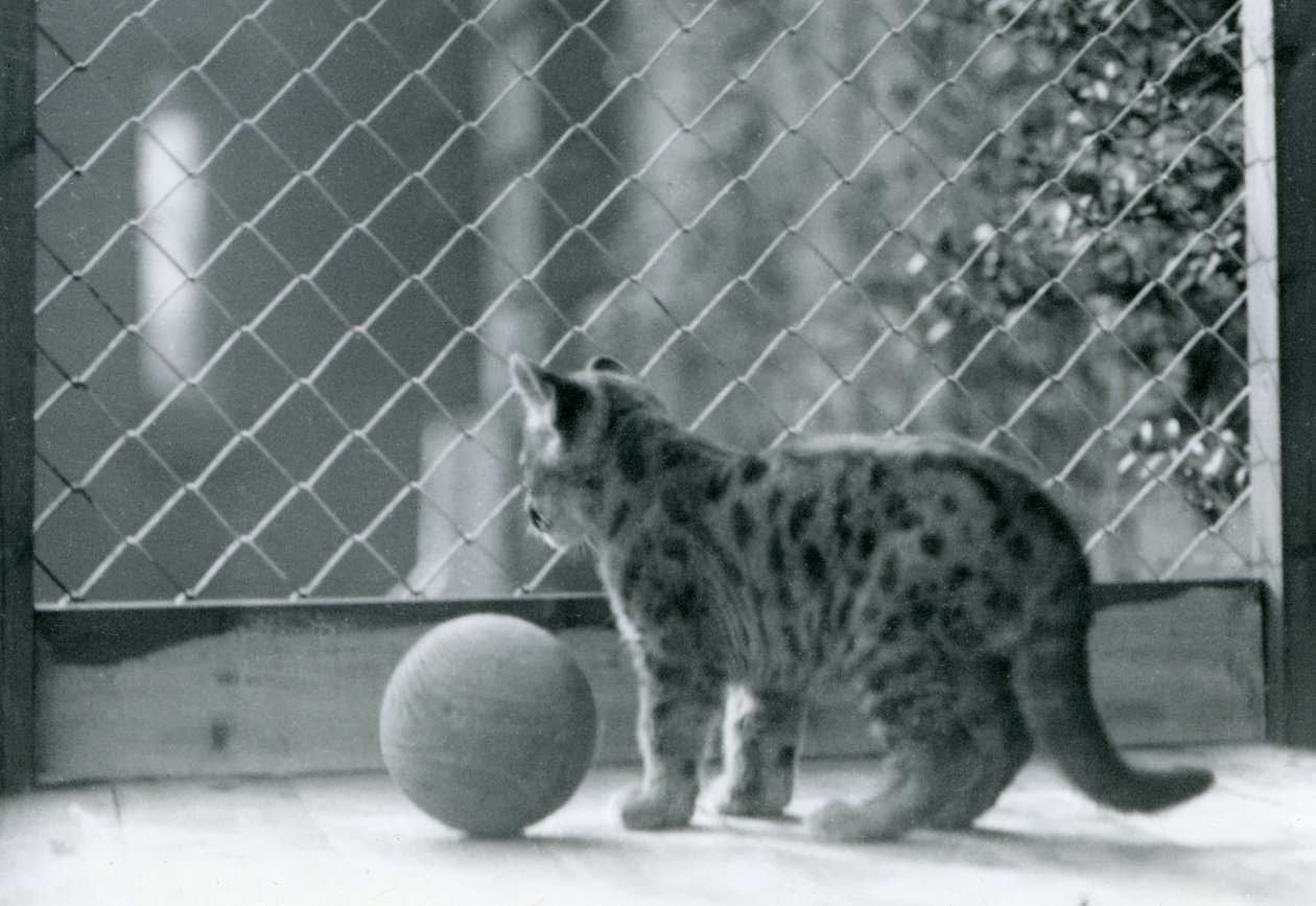 Kotek Puma, z piłką, wyglądający przez wybieg, londyńskie zoo, 1923 autorstwa Frederick William Bond