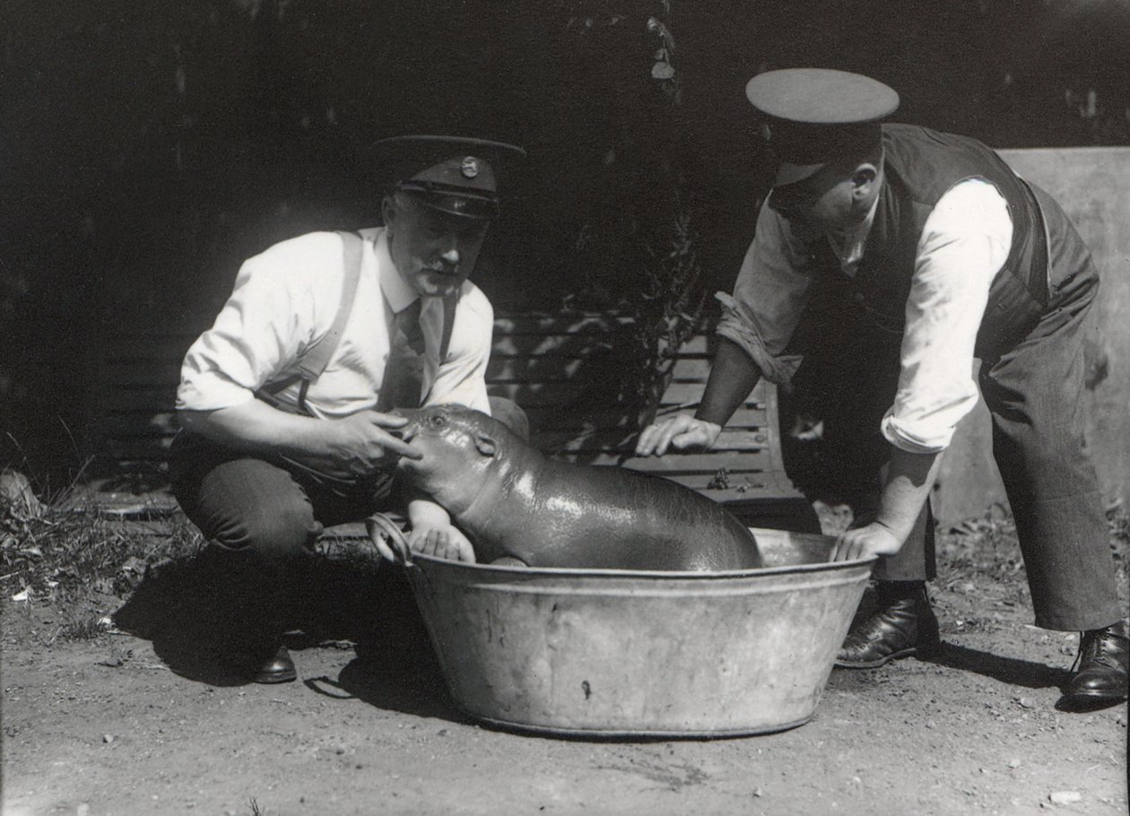 Hipopotam karłowaty podczas kąpieli w ZSL London Zoo, sierpień 1928 autorstwa Frederick William Bond