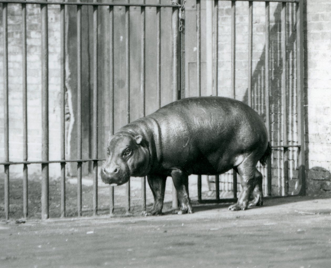 Hipopotam pigmejski w londyńskim zoo w 1927 roku autorstwa Frederick William Bond