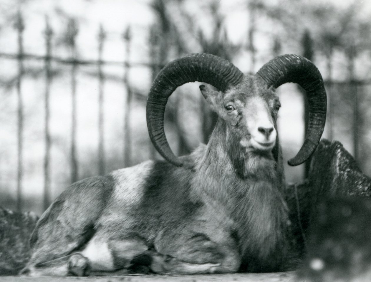 Baran siedzący w londyńskim zoo, 1925 autorstwa Frederick William Bond