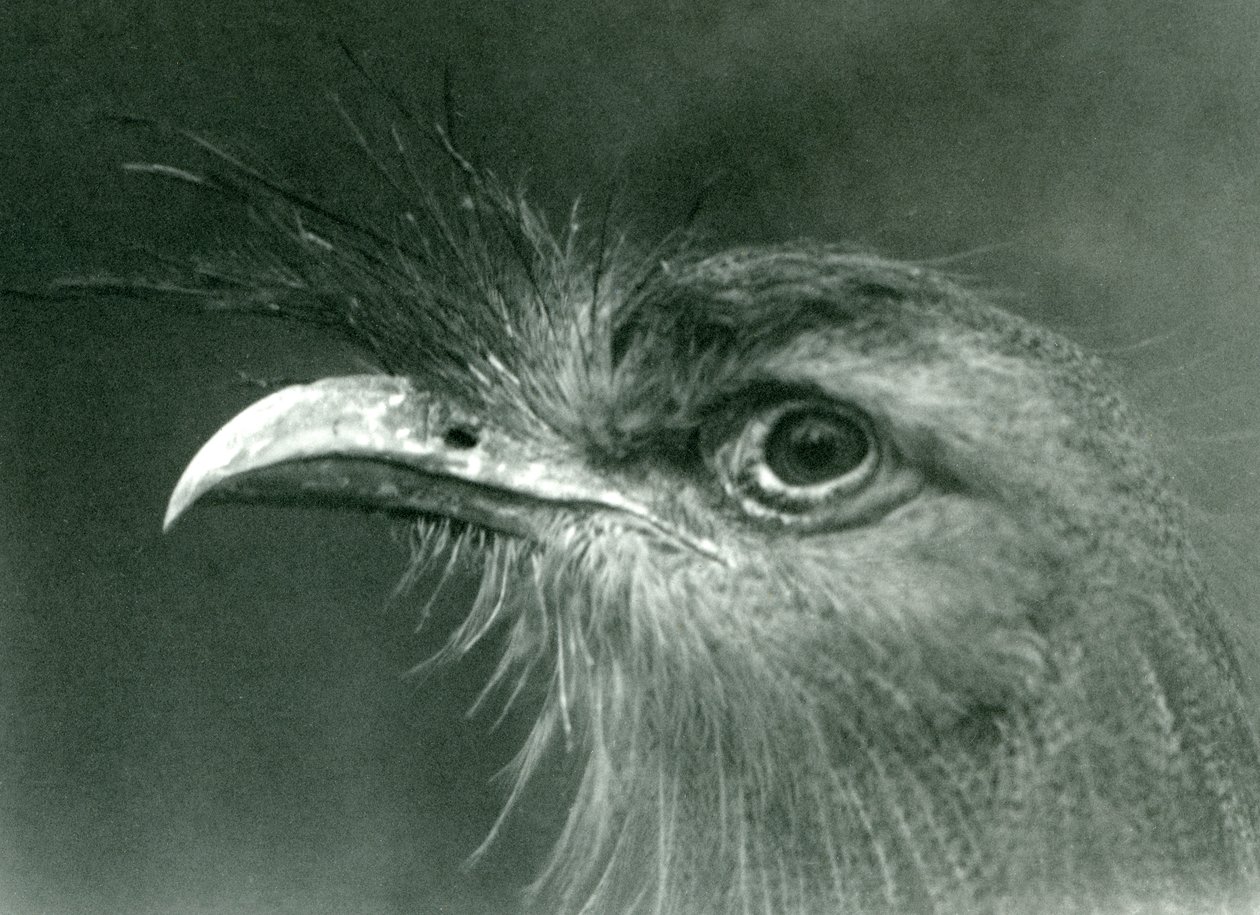 Seriema z czerwonymi nogami w londyńskim zoo w 1924 r. autorstwa Frederick William Bond