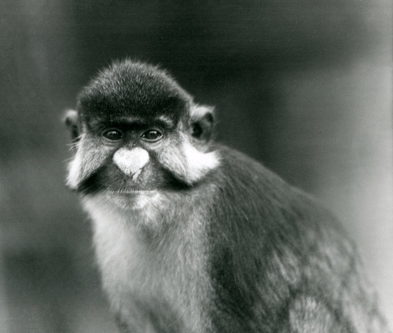 Małpa rudosterna/czarno-policzkowa, biało-nosa/ruda lub Schmidt/rudogoniak Guenon, londyńskie zoo autorstwa Frederick William Bond