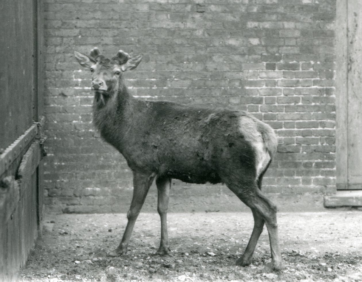 Jeleń szlachetny z pączkującym porożem, londyńskie zoo, sierpień 1928 (zdjęcie czarno-białe) autorstwa Frederick William Bond