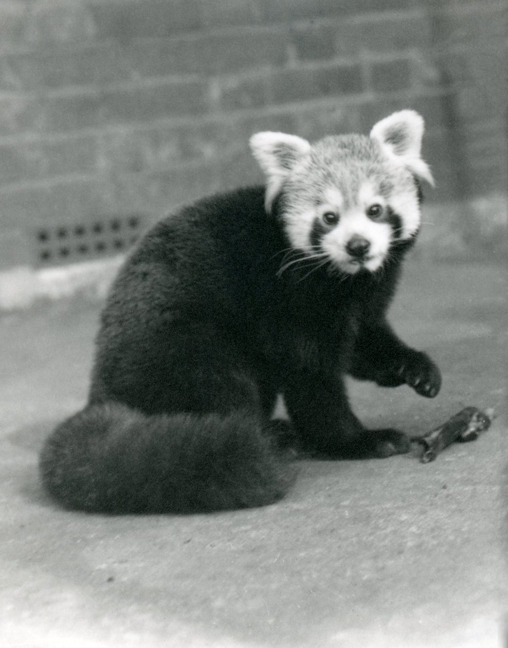 Czerwona panda siedząca w londyńskim zoo, 1917. autorstwa Frederick William Bond