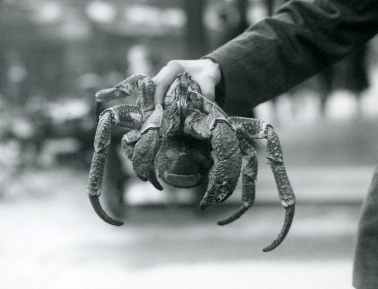 Krab rabuś lub krab kokosowy przetrzymywany przez opiekuna w londyńskim zoo, lipiec 1927 r. autorstwa Frederick William Bond