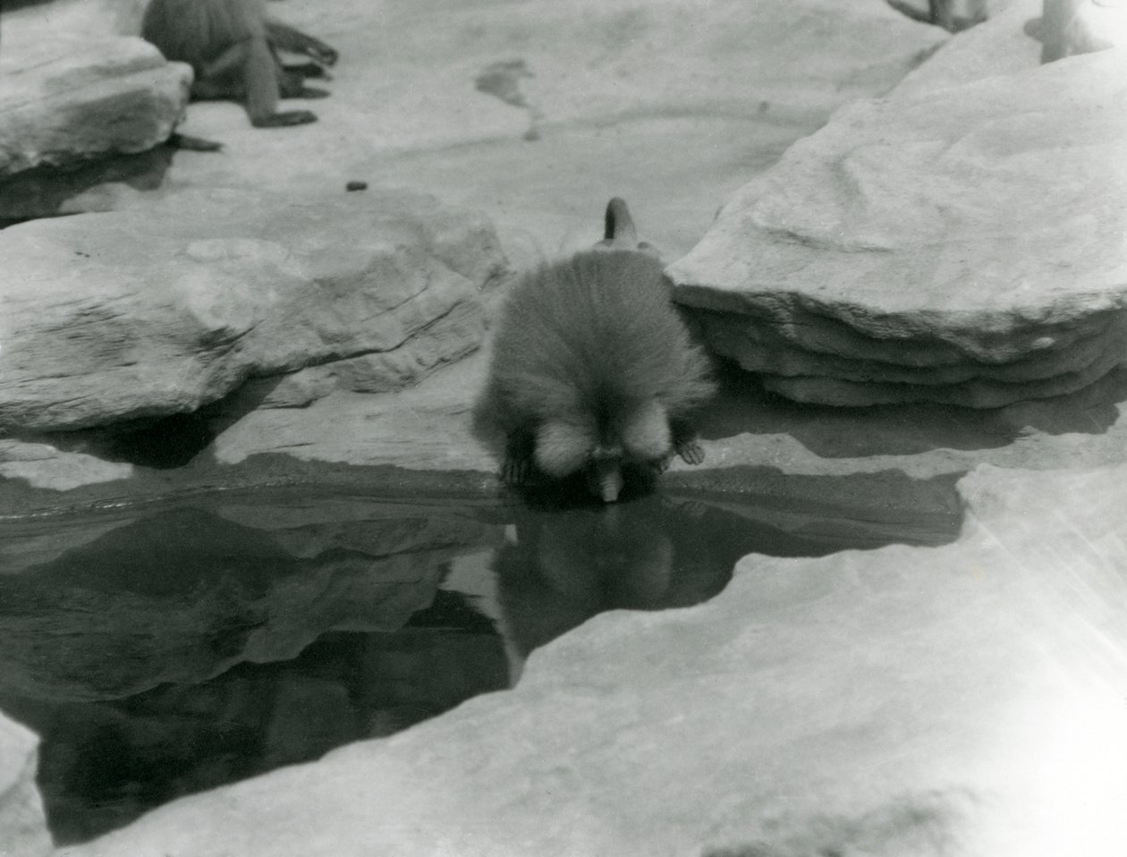 Święty Pawian pijący z basenu wśród skał „Monkey Hill”, londyńskie zoo autorstwa Frederick William Bond