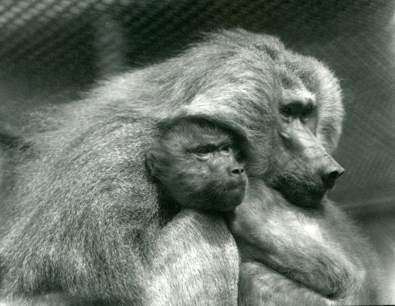 Święty pawian z młodymi w londyńskim zoo, lipiec 1924 autorstwa Frederick William Bond
