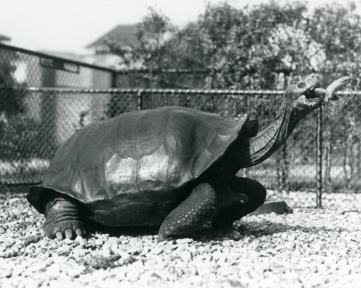 Saddleback, Galapagos Tortoise karmiony bananem na patyku (zdjęcie czarno-białe) autorstwa Frederick William Bond