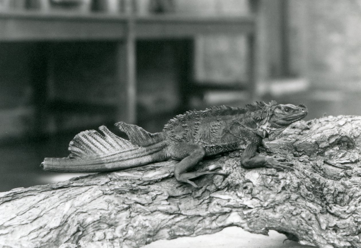 Jaszczurka żaglowata, z uszkodzonym ogonem, spoczywająca na kłodzie w londyńskim zoo w 1928 r. (zdjęcie czarno-białe) autorstwa Frederick William Bond