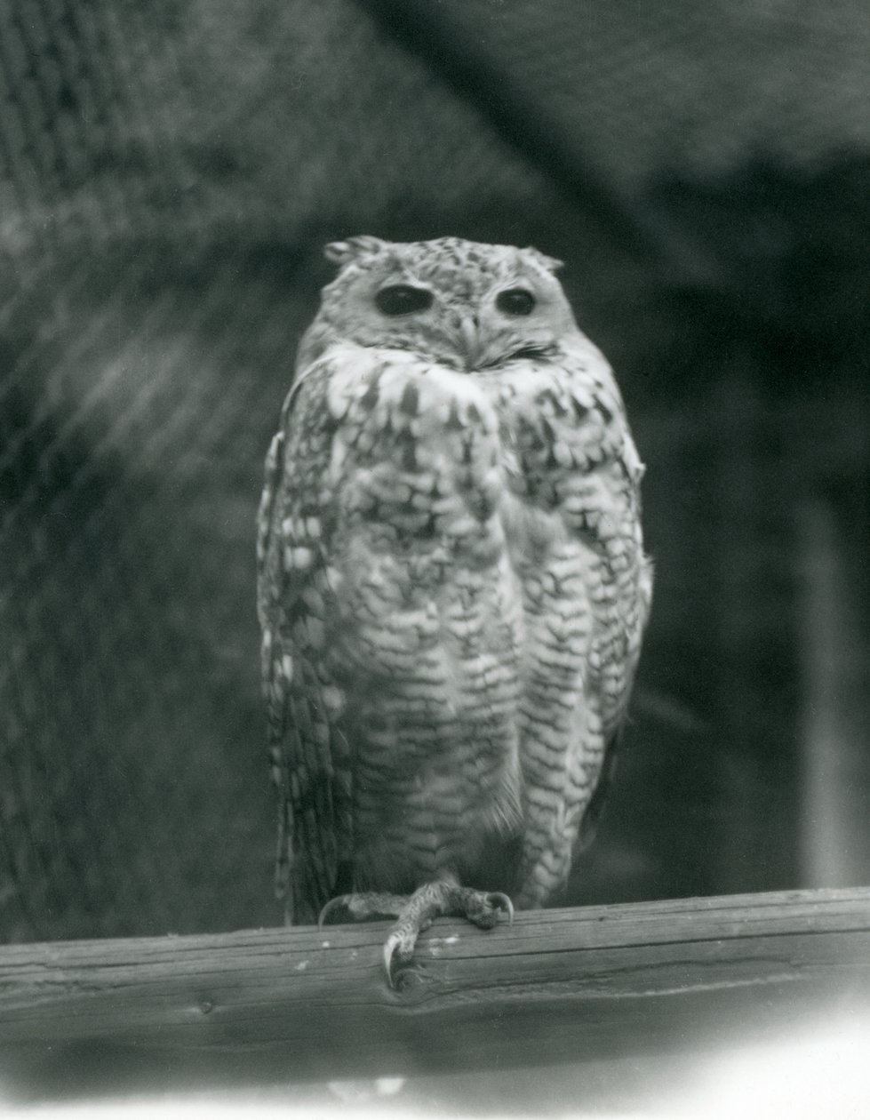 Puchacz faraona Savingys odpoczywający na gałęzi w londyńskim zoo, wrzesień 1925 autorstwa Frederick William Bond
