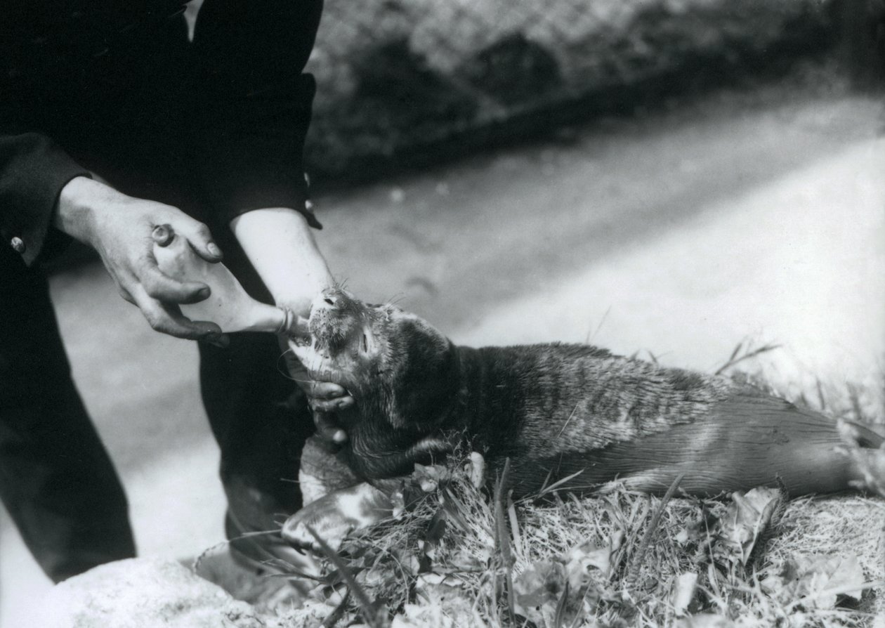 Szczenię foki karmione butelką przez swojego opiekuna, londyńskie zoo, sierpień 1925 r. autorstwa Frederick William Bond