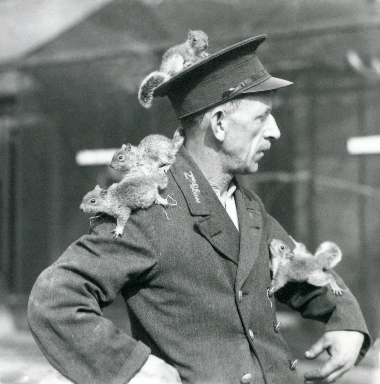 Bramkarz drugiej klasy z czterema młodymi wiewiórkami szarymi wspinającymi się na swój mundurowy kapelusz i kurtkę, londyńskie zoo autorstwa Frederick William Bond