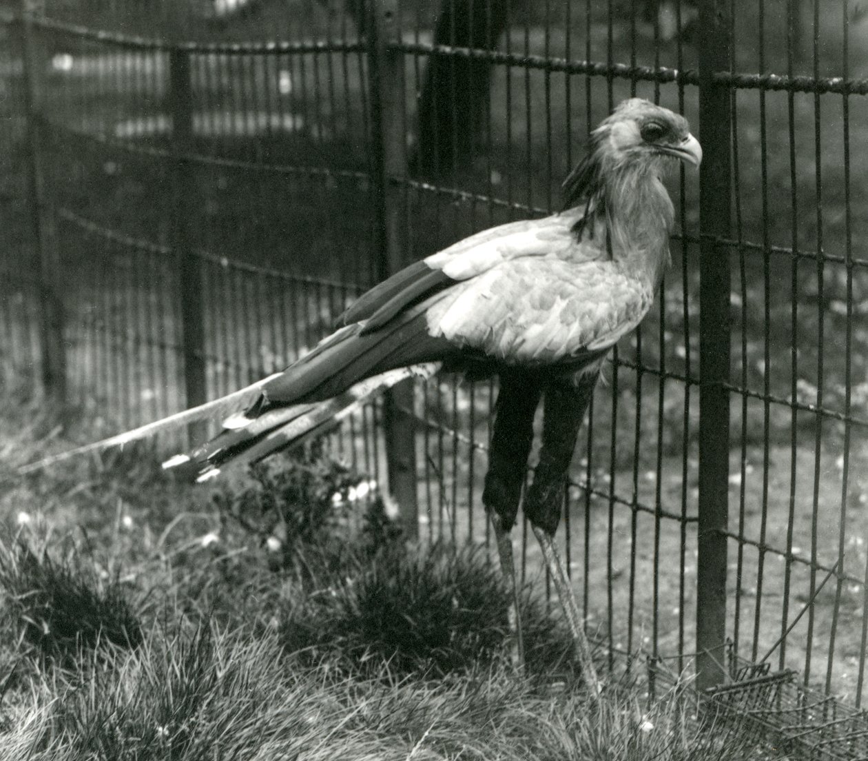 Ptak sekretarz w londyńskim zoo we wrześniu 1923 r. autorstwa Frederick William Bond