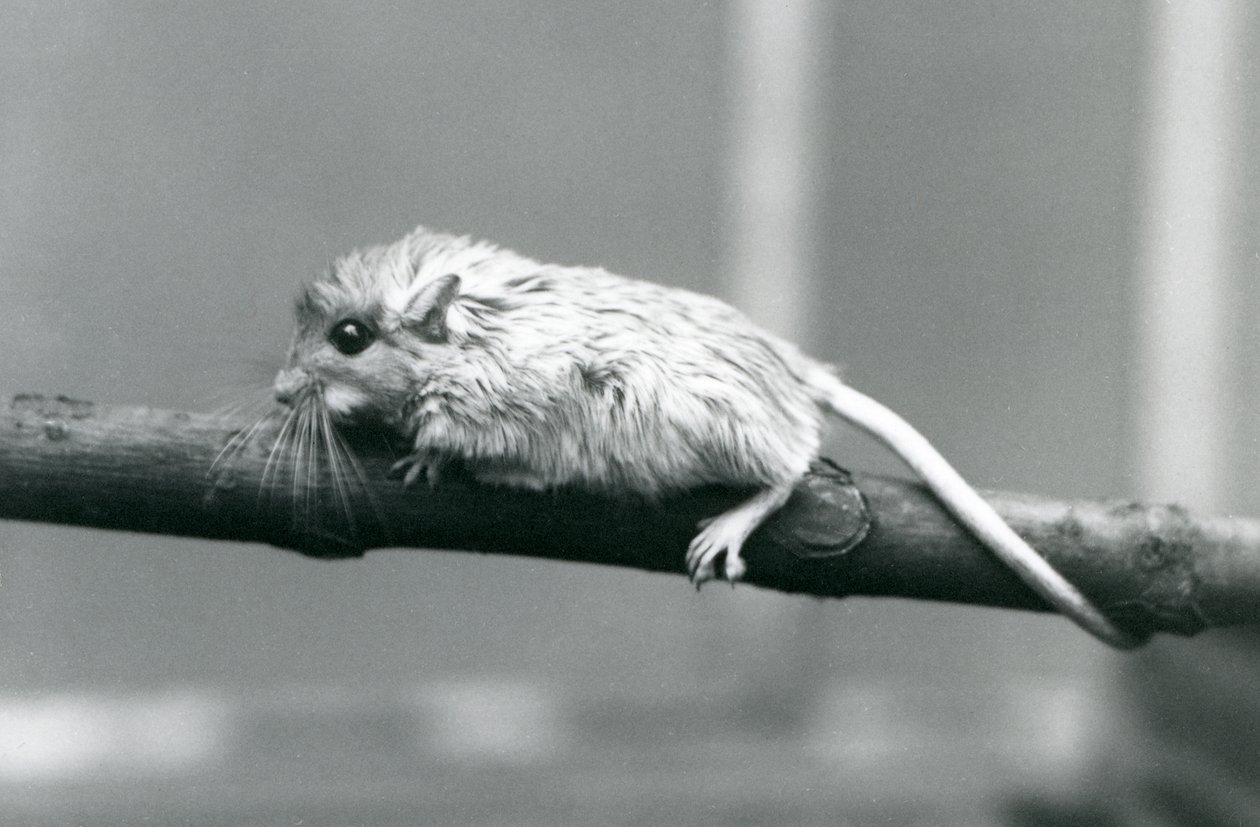 Shaws Jird wspinający się po gałęzi w londyńskim zoo w 1927 roku. autorstwa Frederick William Bond