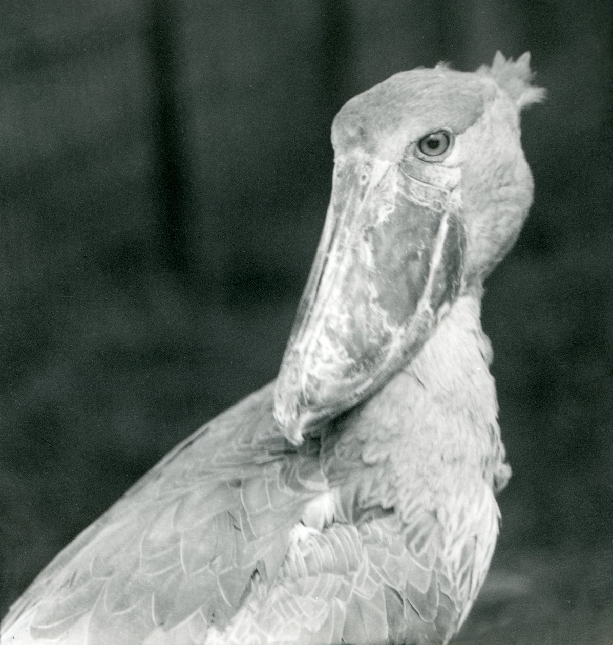Bocian butodzioby, londyńskie zoo, lipiec 1926 autorstwa Frederick William Bond