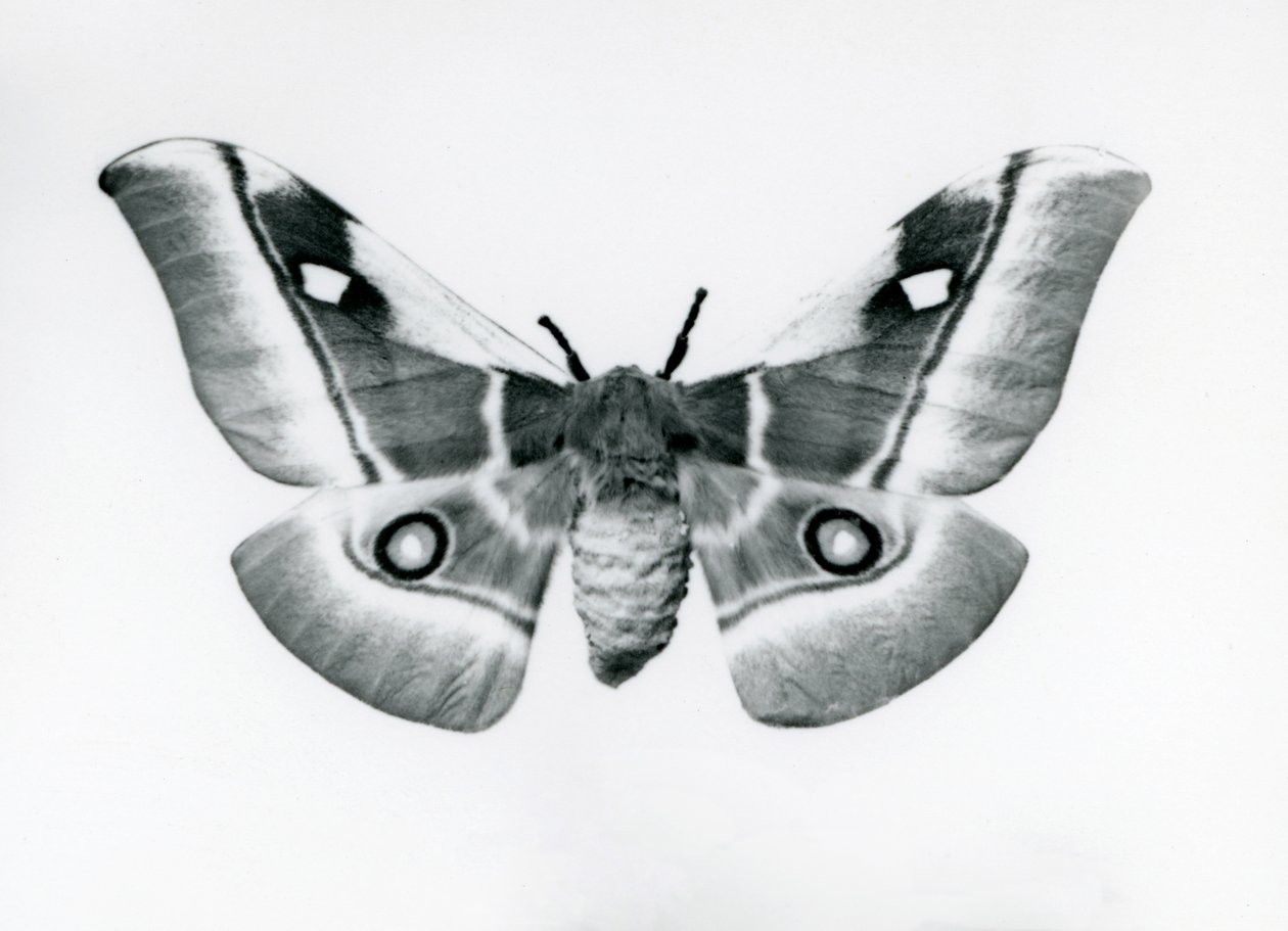Jedwabnik, Bunaea caffraria, w londyńskim zoo, przed 1930 r. autorstwa Frederick William Bond