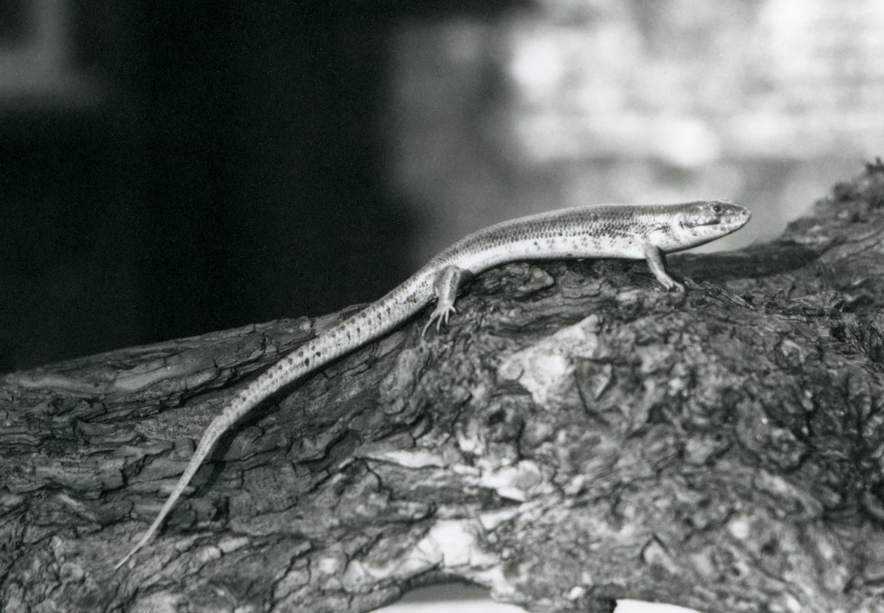 Skink odpoczywający na kłodzie w londyńskim zoo w 1929 r. (zdjęcie czarno-białe) autorstwa Frederick William Bond