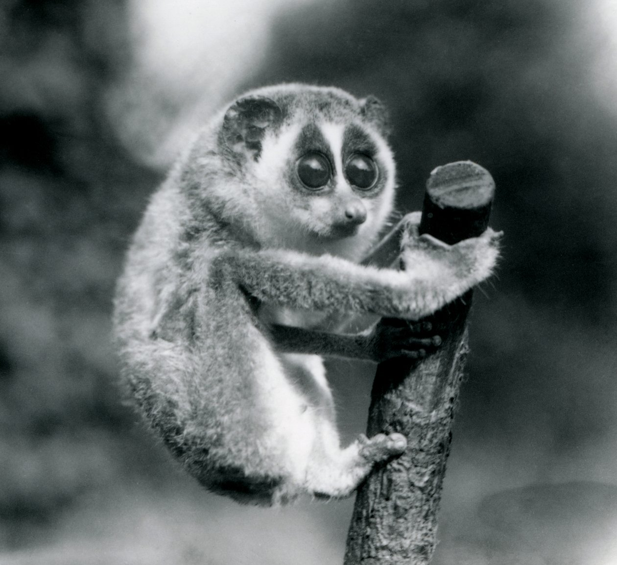 Slender Loris trzymająca się końca gałęzi, londyńskie zoo, sierpień 1926 autorstwa Frederick William Bond