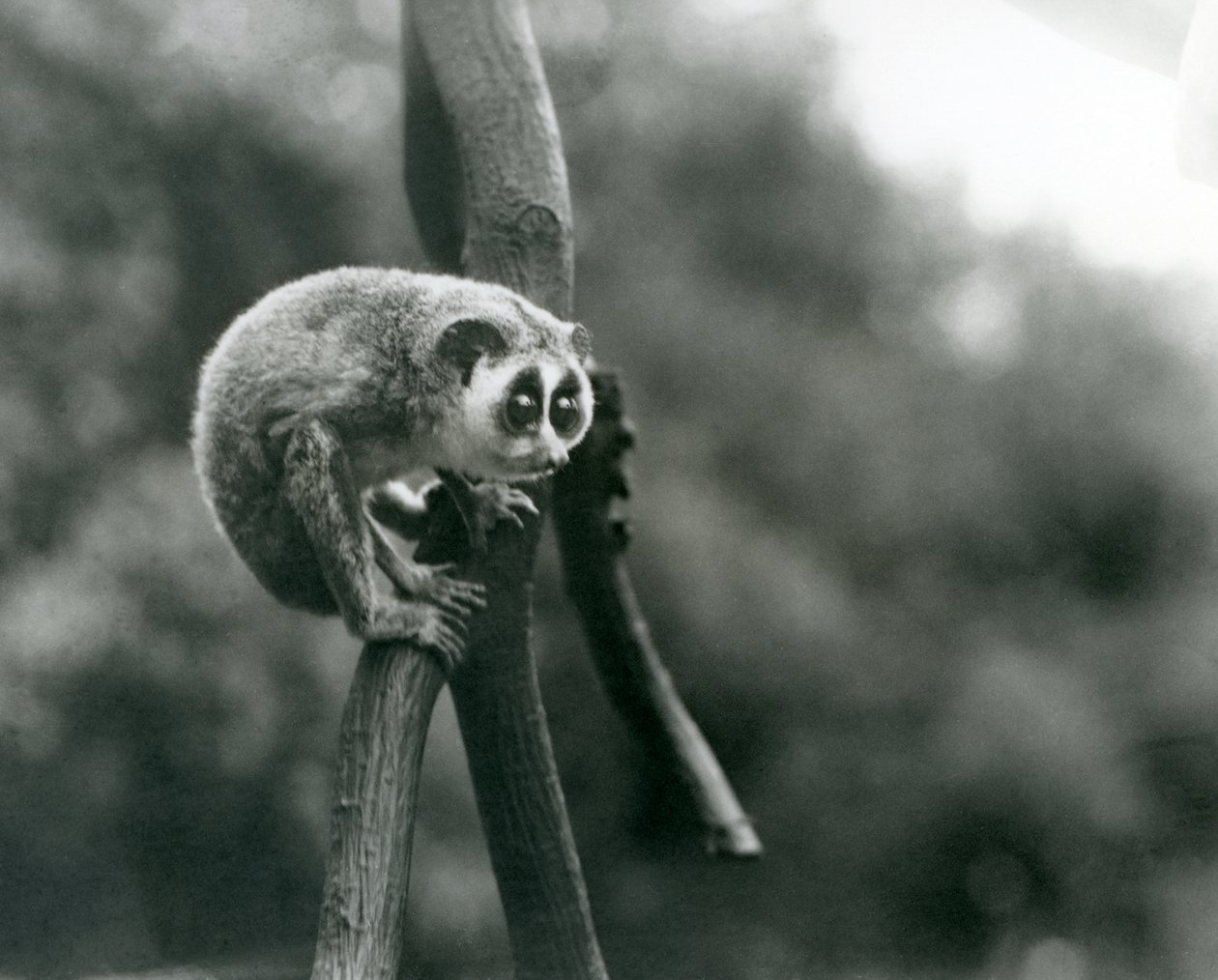 Loris smukły spoglądający z gałęzi, londyńskie zoo, sierpień 1926 autorstwa Frederick William Bond