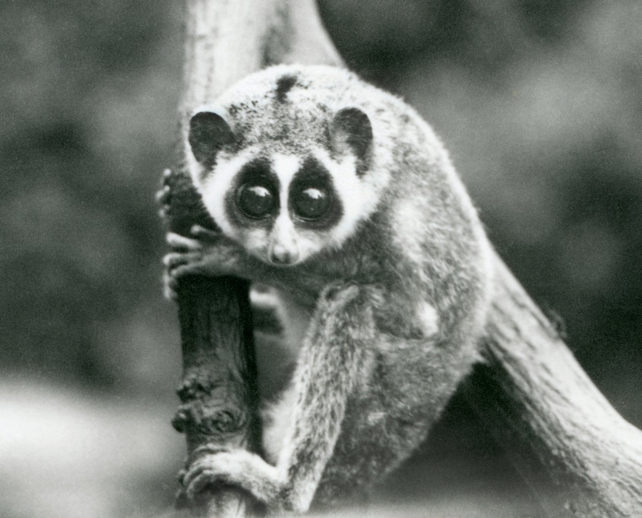 Smukły Loris spoglądający w dół z gałęzi, londyńskie zoo, sierpień 1926 autorstwa Frederick William Bond