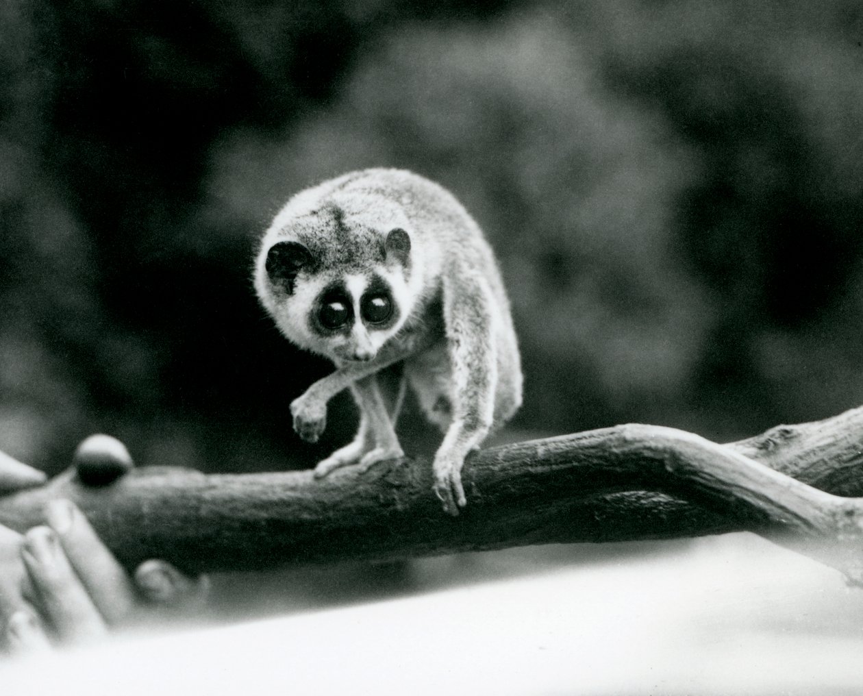 Slender Loris spoglądająca w dół z gałęzi trzymanej w rękach opiekunów, londyńskie zoo, sierpień 1926 autorstwa Frederick William Bond