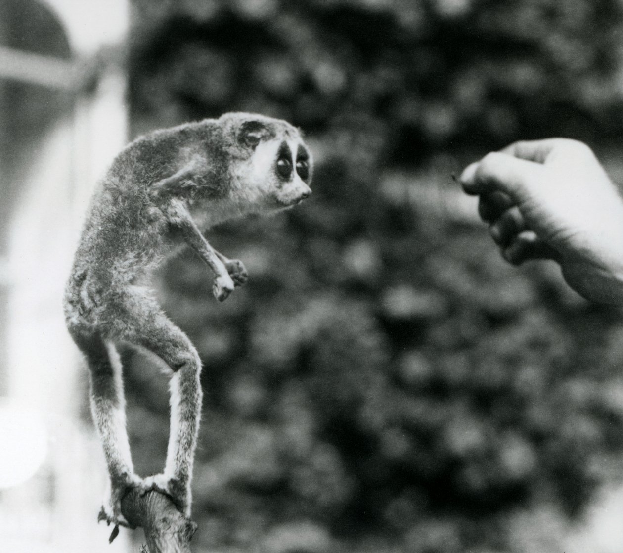 Smukły Loris stojący wyprostowany na gałęzi, patrzący na rękę opiekuna, gdy podaje się mu mącznika, Londyńskie Zoo, sierpień 1926 autorstwa Frederick William Bond