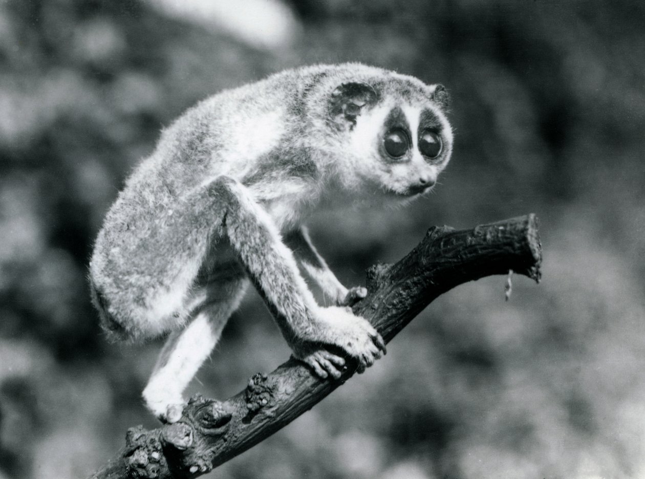 Smukły Loris chodzący po gałęzi, londyńskie zoo, sierpień 1926 r. autorstwa Frederick William Bond