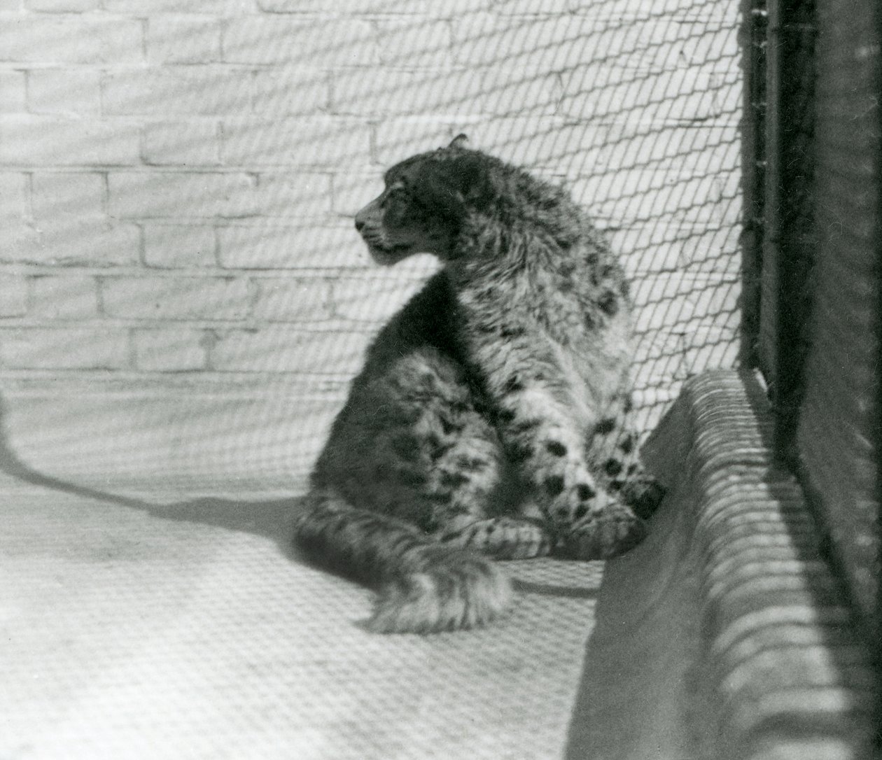 Snow Leopard siedzący na podłodze w londyńskim zoo autorstwa Frederick William Bond