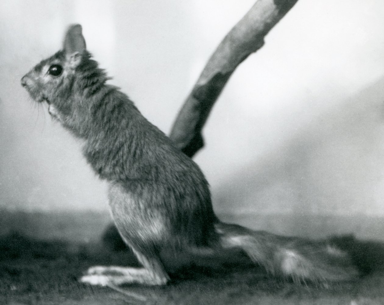 Zając południowoafrykański SpringhareCape Jumping Hare siedzący na gałęzi w swoim wybiegu, londyńskie zoo, grudzień 1925 r. autorstwa Frederick William Bond