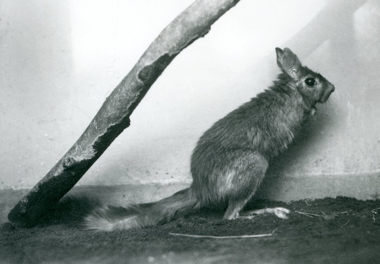 Południowoafrykański SpringhareCape Jumping Hare siedzący pod gałęzią w swoim wybiegu, londyńskie zoo, grudzień 1925 autorstwa Frederick William Bond