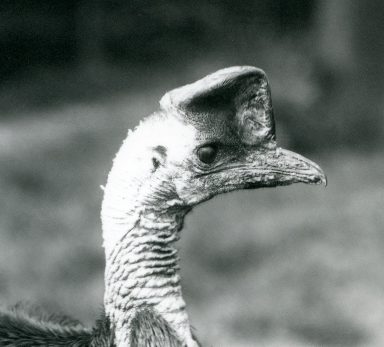 Kazuar południowy w londyńskim zoo, czerwiec 1925 autorstwa Frederick William Bond