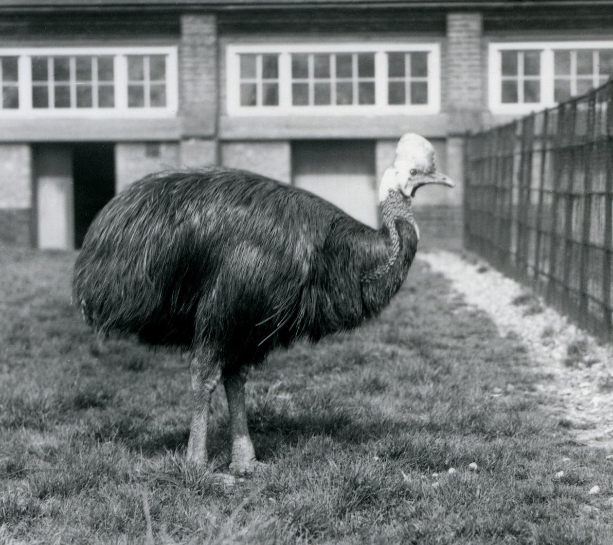 Kazuar południowy w londyńskim zoo w czerwcu 1925 r. autorstwa Frederick William Bond
