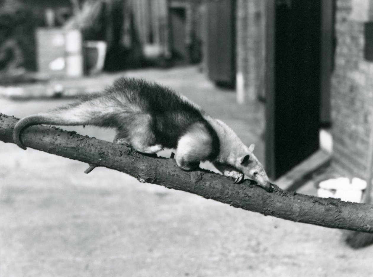 Południowy Tamandua / Mrówkojad obrożny / Mały mrówkojad, idący wzdłuż gałęzi w londyńskim zoo autorstwa Frederick William Bond