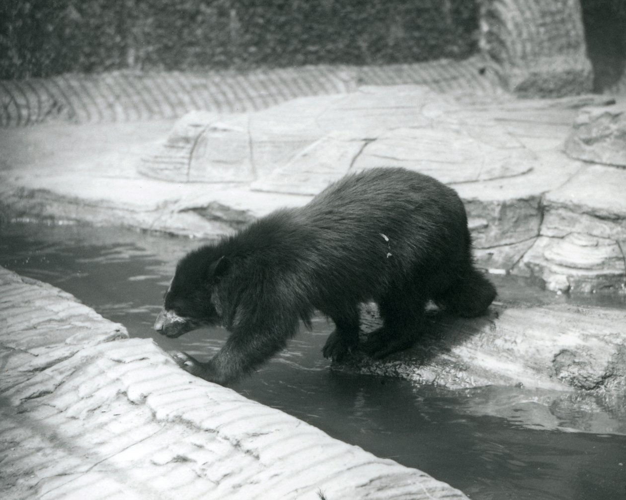 Niedźwiedź okularowy lub andyjski przekracza strumień w swoim wybiegu w londyńskim zoo, lipiec 1925 r. autorstwa Frederick William Bond