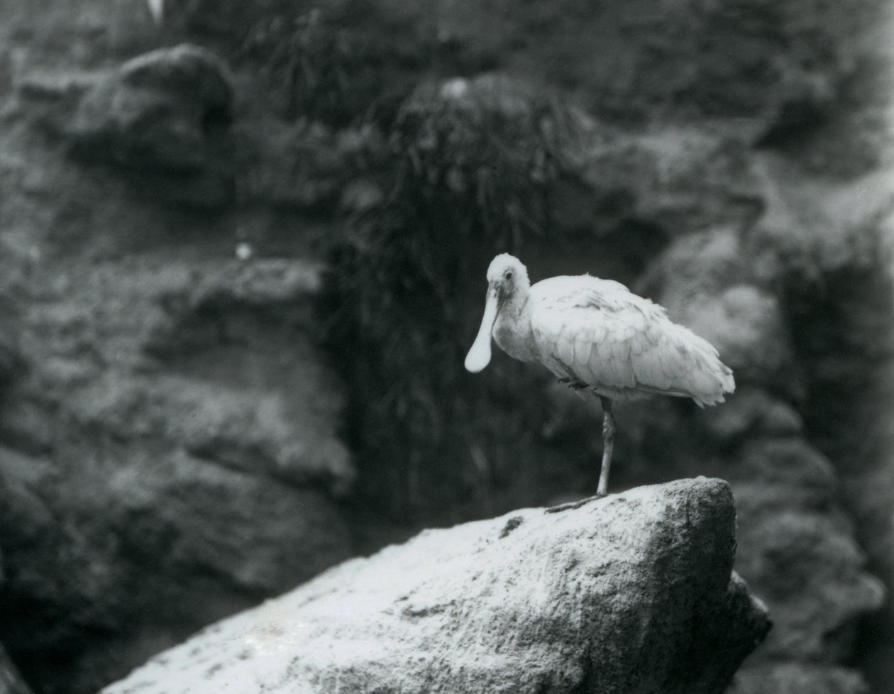 Warzęcha stojąca na skale w londyńskim zoo we wrześniu 1927 r. autorstwa Frederick William Bond