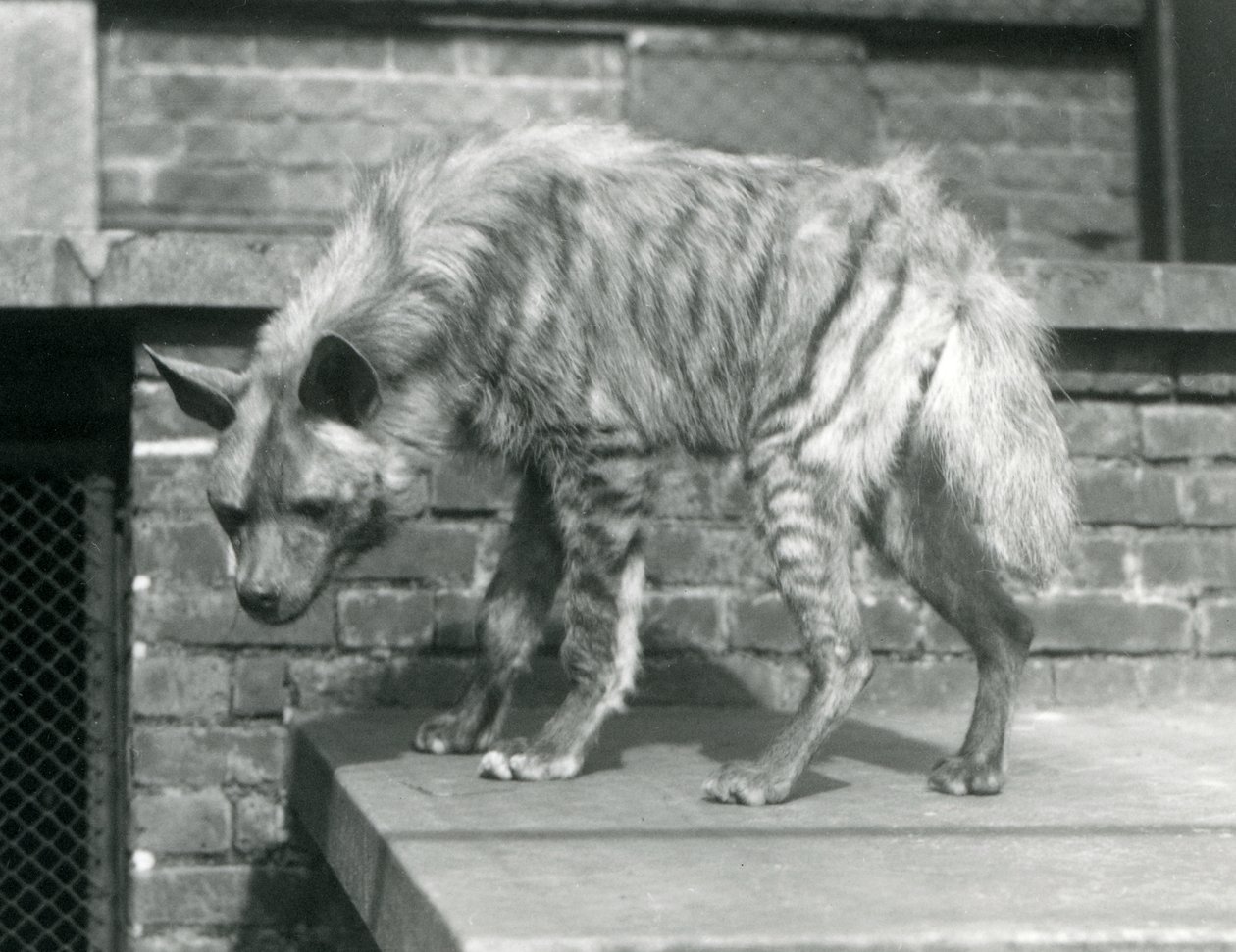 Hiena pręgowana stojąca na platformie w swoim wybiegu w londyńskim zoo, czerwiec 1925 r autorstwa Frederick William Bond